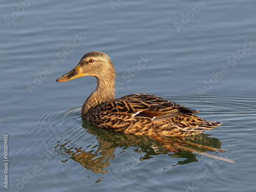 Green-heade duck female - Anas platyrhynchos