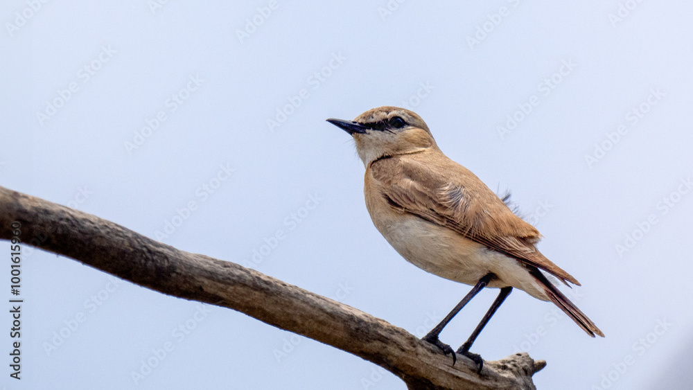 Fototapeta premium Isabelline wheatear- Oenanthe isabellina