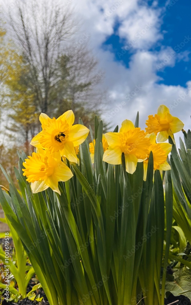 Obraz premium daffodils in the wind