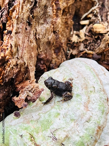 Tiny frog on fungus