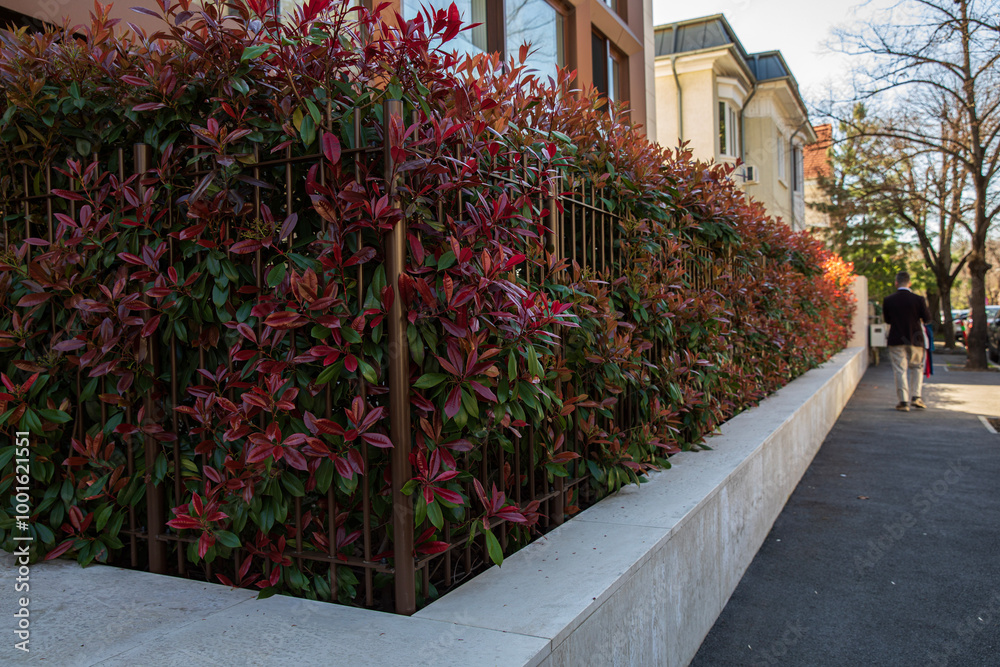 Obraz premium Image of a street in the city fence loaded with bushes with red leaves.