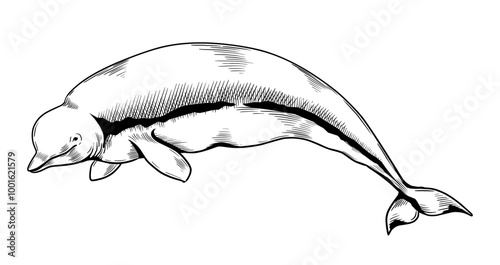 Hand drawn whales. Beluga sketch. Swimming water animal. Engraving dolphin. Aquatic mammal. Marine cetaceans fauna. Underwater polar creature. Arctic wild nature. Vector zoo illustration
