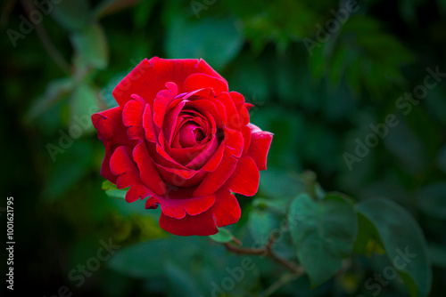 A red rose flower in the garden. A garden rose blooming in summer. Tea-hybrid rose.