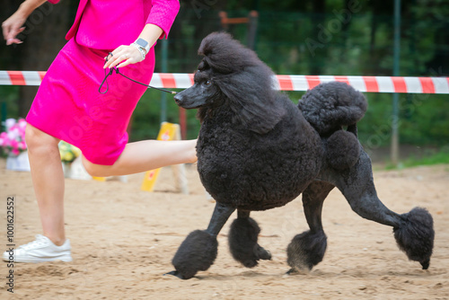 Wallpaper Mural Handler shows a dog breed  poodle a dog show. A beautiful poodle  dog posing at a dog show. Torontodigital.ca