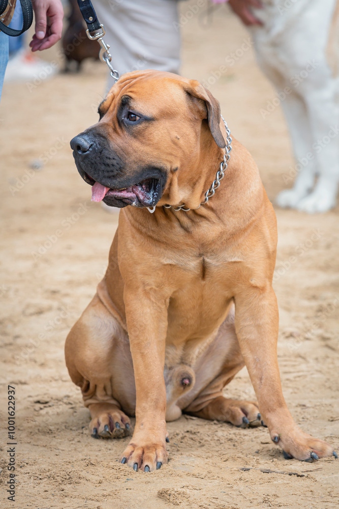 Obraz premium African boerboel, a large breed of dog,