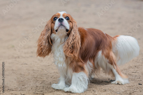 Cavalier King Charles Spaniel on a walk in the park, playing on a sandy field