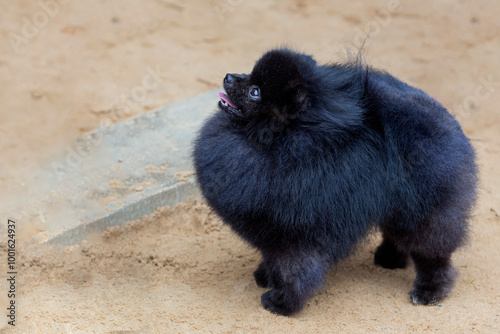 A small Pomeranian puppy walks in a clearing in summer