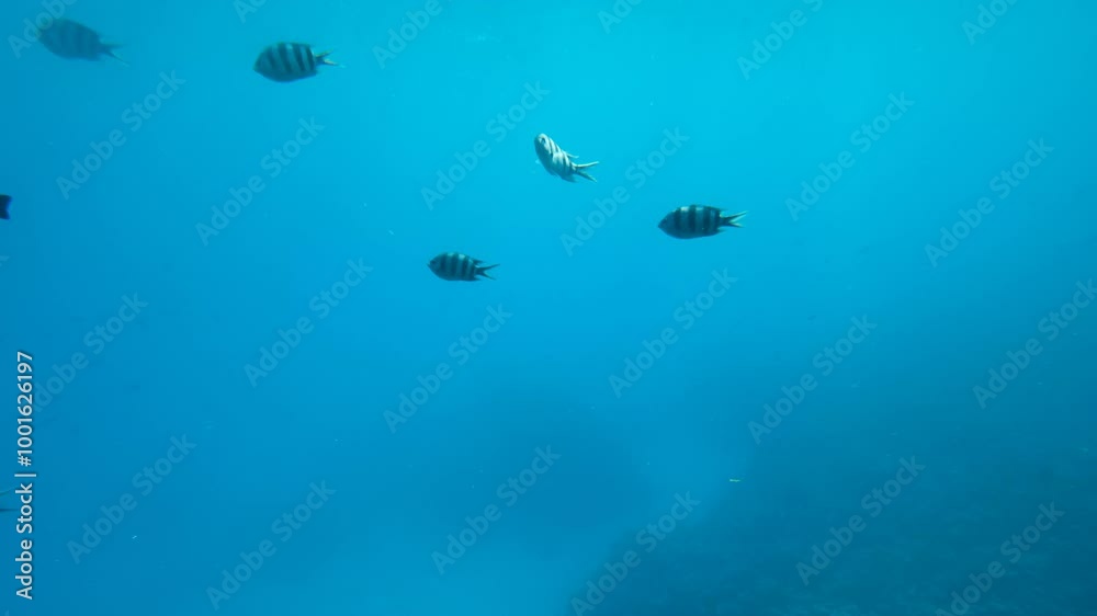 Hurgada, Egypt, underwater view, glass window boat Hurgada, Egypt, underwater view, glass window boat