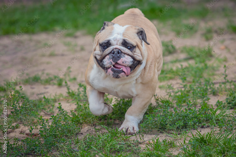 An English bulldog runs across a field during a walk in the park. An English bulldog runs across a field during a walk in the park.