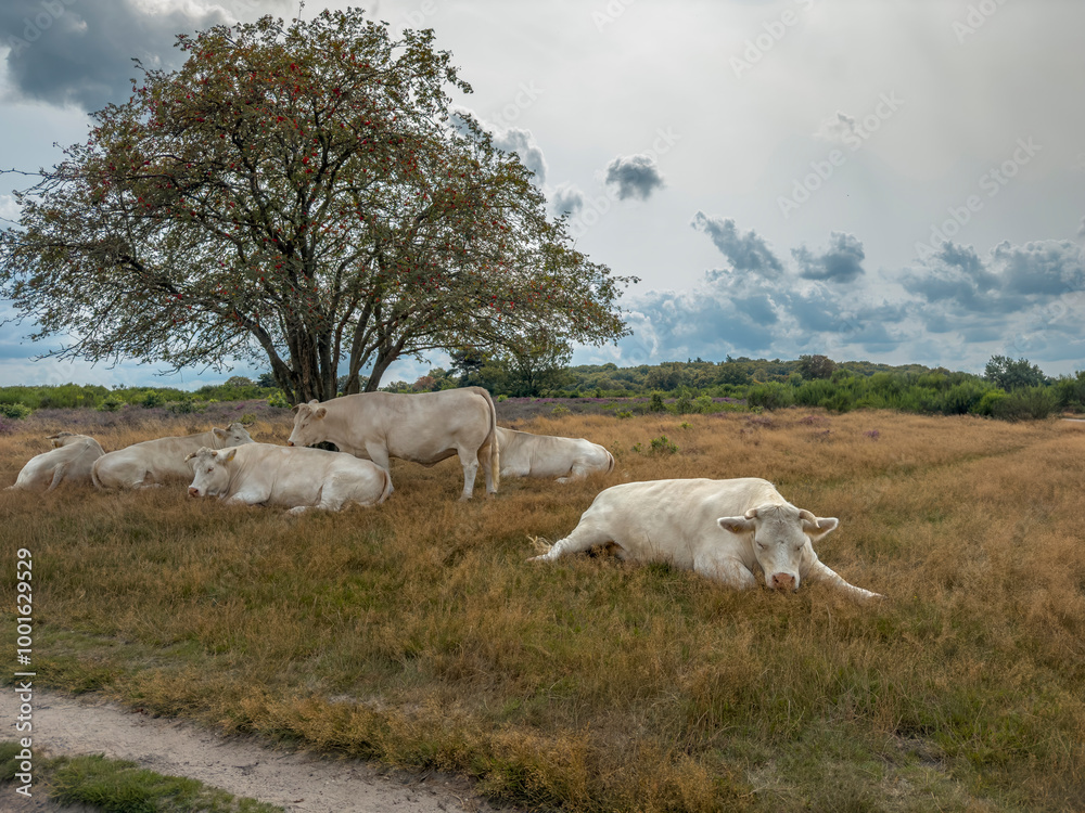 White cows are lying on the grass in the shade of a tree on a hot sunny day.
White cows are lying on the grass in the shade of a tree on a hot sunny day.