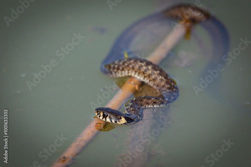 Wallpaper Mural The grass snake hunts for food on the river in summer Torontodigital.ca