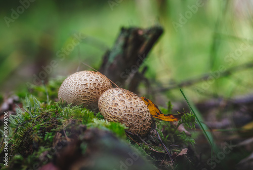 Calvatia photo