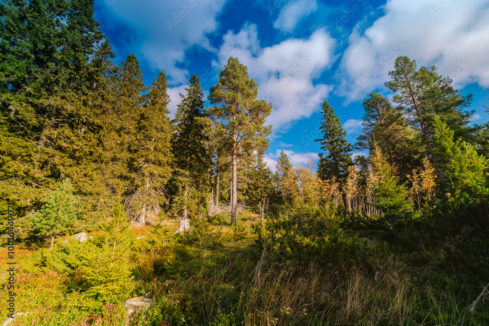 A scenic view of a lush Scandinavian forest with tall green trees under a bright blue sky with fluffy clouds. The forest floor is covered with grass and small shrubs, creating a peaceful nature scene. A scenic view of a lush Scandinavian forest with tall green trees under a bright blue sky with fluffy clouds. The forest floor is covered with grass and small shrubs, creating a peaceful nature scene.