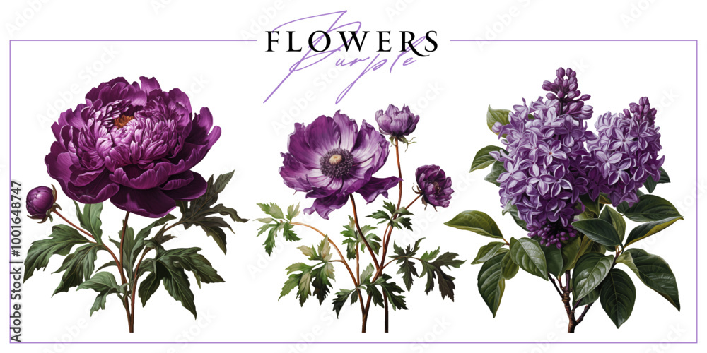 Purple garden flowers isolated on a white background. Vintage painting style illustration.