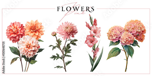 Pink garden flowers isolated on a white background. Vintage painting style illustration.