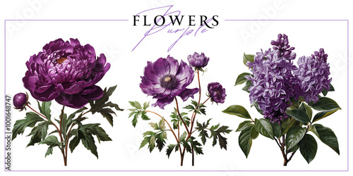 Obraz na płótnie Purple garden flowers isolated on a white background. Vintage painting style illustration. w salonie