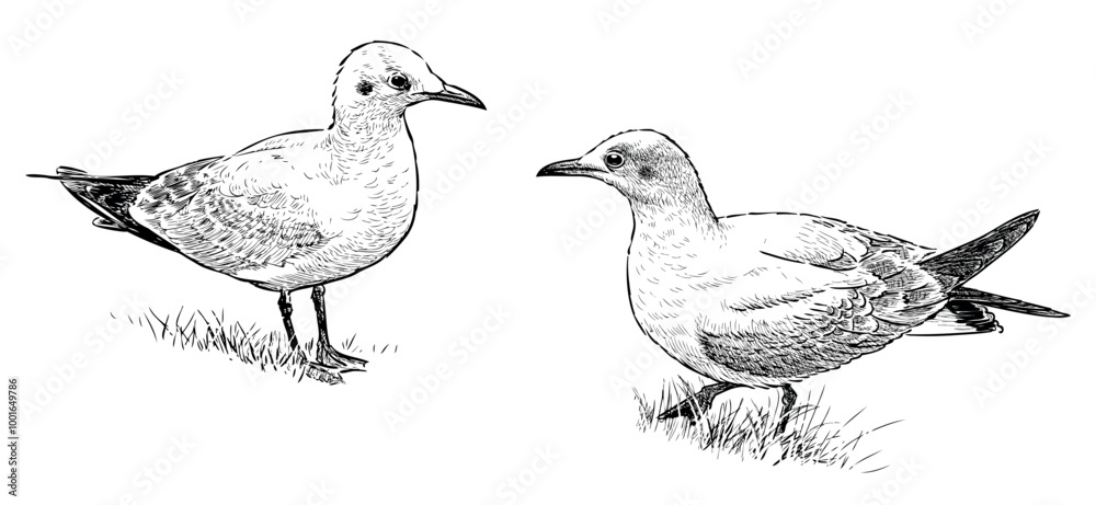 Fototapeta premium Sketches of two seagulls, waterfowl on shore, realistic hand drawing, vector illustration isolated on white