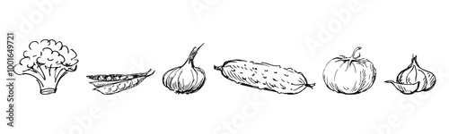 Sketches of various ripe vegetables for salad, ingredients cooking, broccoli, green peas, garlic, cucumber, tomato, onion, hand drawn vector illustration
