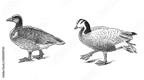 Sketches of two wild geese walking, water birds, realistic hand drawing, vector illustration isolated on white