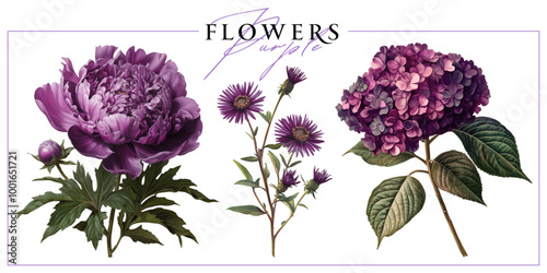 Purple garden flowers isolated on a white background. Vintage painting style illustration.