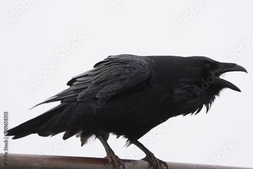 yelling raven on a white background