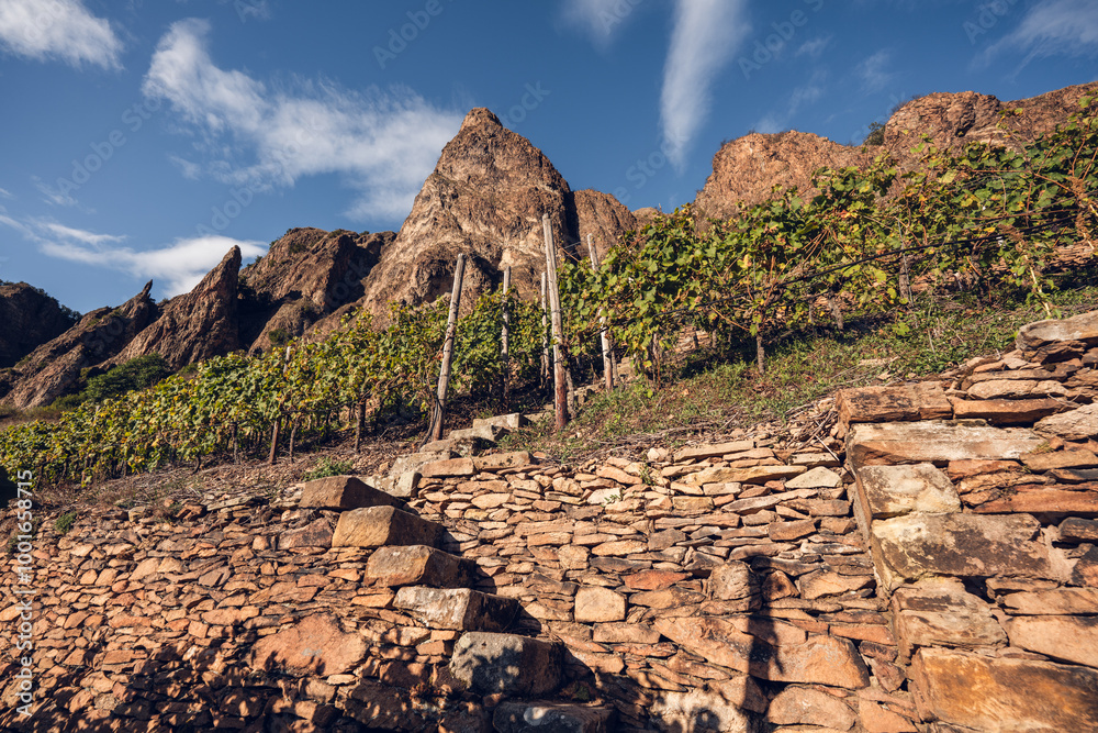 Weinlage am Rotenfels in Bad Münster am Stein-Ebernburg, 09/24