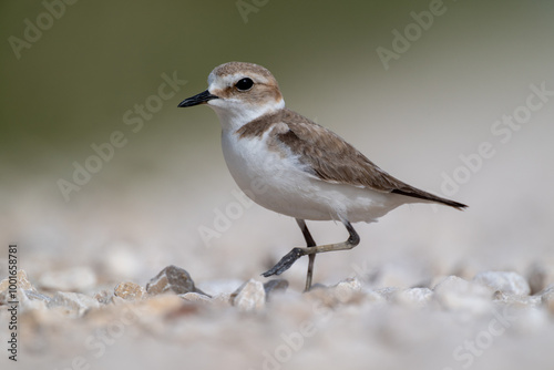 A Kentish plover searches for food in its habitat