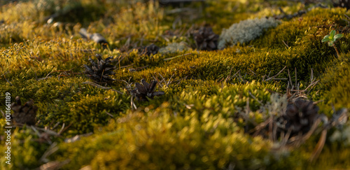 close up green sphagnum moss in sunset golden rays of evening texture - background wallpaper