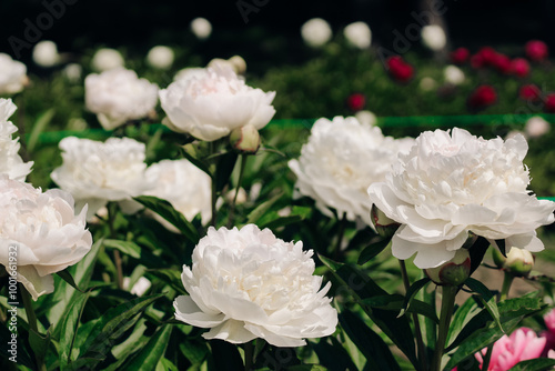 White peonies in the garden close-up