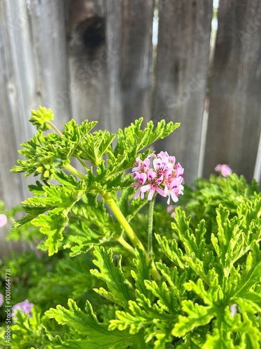 citronella flowers in the garden photo