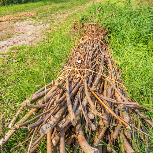 Square image of a bunch of branches in the grass waiting for transport. The branches are bundled with orange rope.