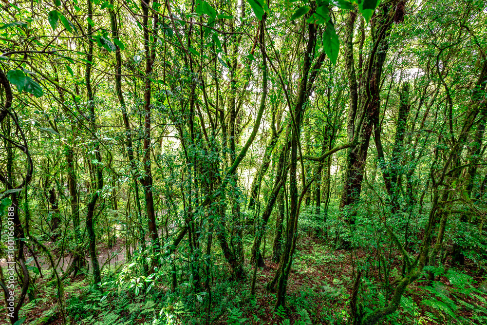 Fototapeta premium Close-up natural background of the forest atmosphere on top of Doi Inthanon in Chiang Mai, which is the highest and coldest area in Thailand. Tourists always like to come to see nature.