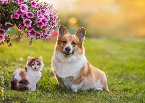 couple of furry friends kitten and corgi dog sitting in sunny blooming garden...
