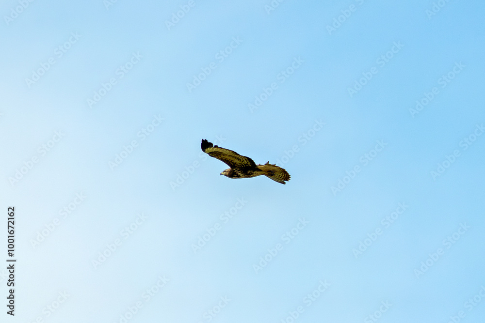 Common Buzzard (Buteo buteo) spotted in Baldoyle Racecourse, Dublin, commonly found across Europe. Common Buzzard (Buteo buteo) spotted in Baldoyle Racecourse, Dublin, commonly found across Europe.