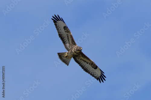 Common Buzzard (Buteo buteo) spotted in Baldoyle Racecourse, Dublin, commonly found across Europe.