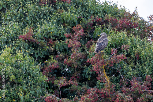 Common Buzzard (Buteo buteo) spotted in Baldoyle Racecourse, Dublin, commonly found across Europe. photo