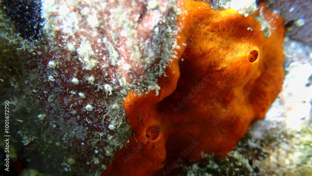 Red encrusting sponge or orange-red encrusting sponge (Crambe crambe) close-up undersea, Aegean Sea, Greece, Skiathos island, Vasilias beach Red encrusting sponge or orange-red encrusting sponge (Crambe crambe) close-up undersea, Aegean Sea, Greece, Skiathos island, Vasilias beach