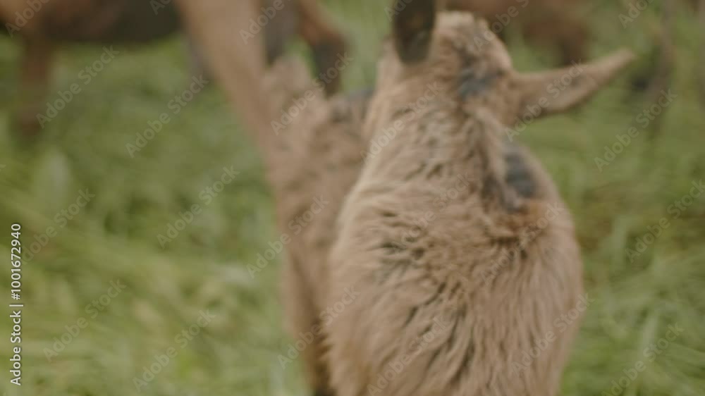Young brown goat grazing on lush green grass in a field. Young brown goat grazing on lush green grass in a field.