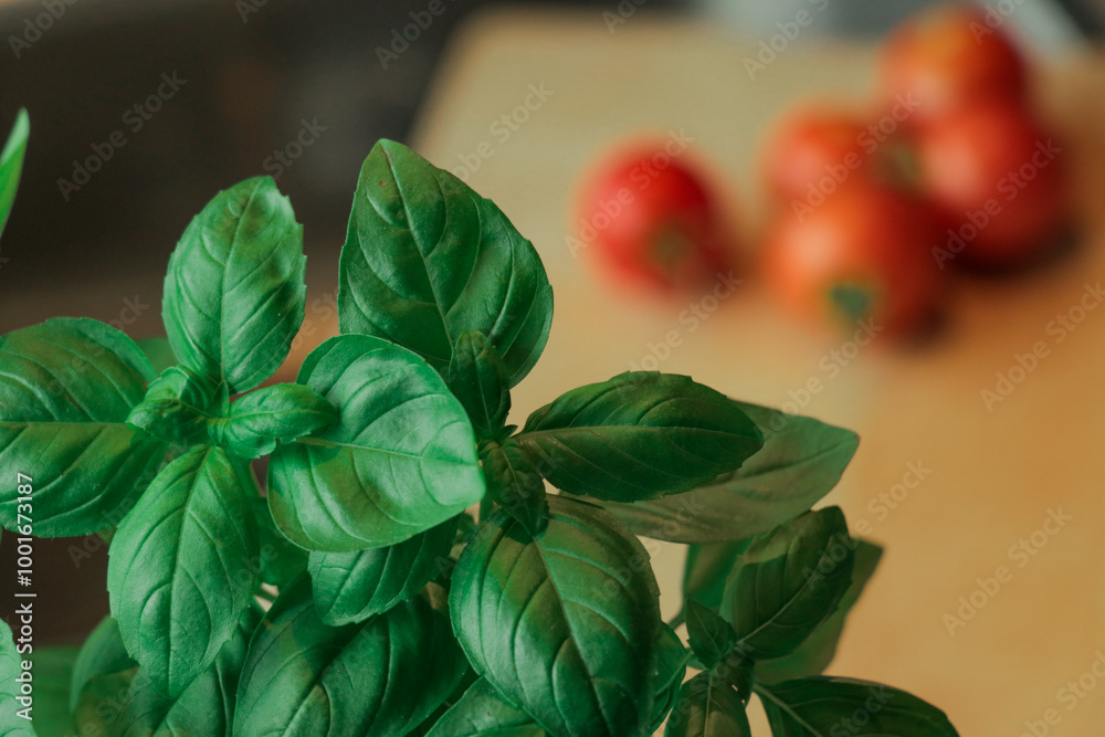 Basil leaves close up with fresh tomatoes on wooden cutting board. Cooking, Italian lifestyle concept. Basil leaves close up with fresh tomatoes on wooden cutting board. Cooking, Italian lifestyle concept.