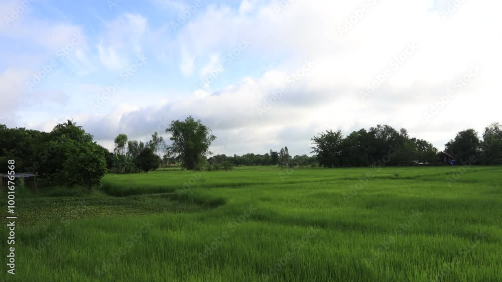 High angle nature video background from the mountain, can see the scenery of trees, green rice fields and cool breeze. High angle nature video background from the mountain, can see the scenery of trees, green rice fields and cool breeze.