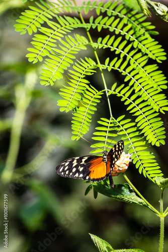 Papillon Heliconius hecale de la famille des Nymphalidae originaire d’Amérique du Sud photo