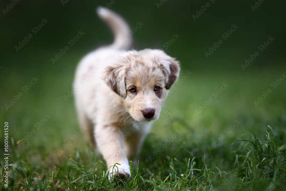 Australian Shepherd light-colored puppy walking in grass Australian Shepherd light-colored puppy walking in grass