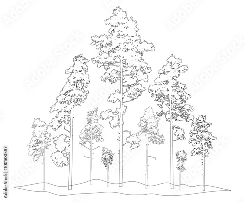 Contour of tall coniferous pine trees , forest or park. Vector illustration.