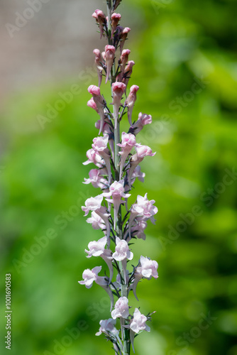 Close up of pink toadflax (linaria purpurea) flower photo