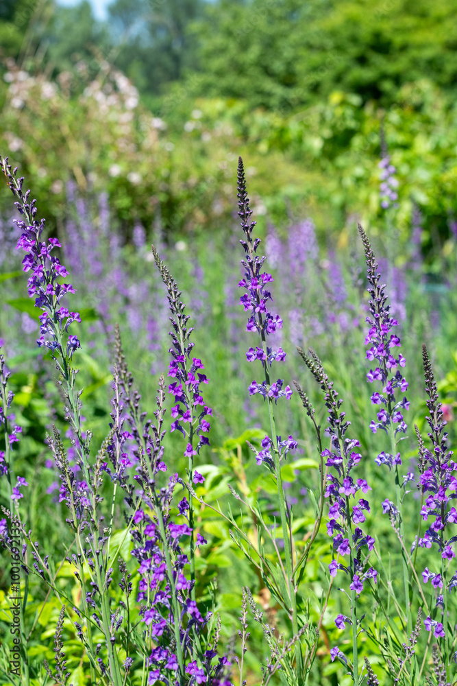 Purple toadflax (linaria purpurea) flowers in bloom Purple toadflax (linaria purpurea) flowers in bloom