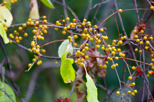 Oriental bittersweet (Celastrus orbiculatus) It is commonly called Oriental , as well as Chinese , Asian , round-leaved  and Asiatic bittersweet photo