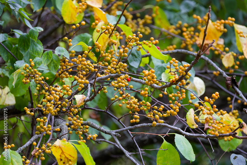 Fototapeta Naklejka Na Ścianę i Meble -  Oriental bittersweet (Celastrus orbiculatus) It is commonly called Oriental , as well as Chinese , Asian , round-leaved  and Asiatic bittersweet
