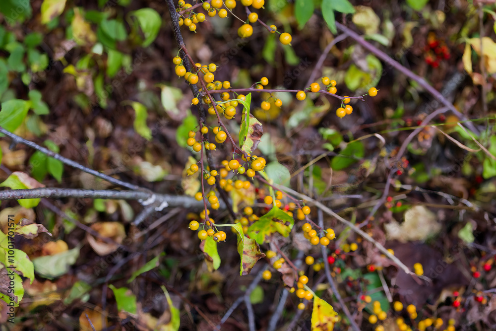Oriental bittersweet (Celastrus orbiculatus) It is commonly called Oriental , as well as Chinese , Asian , round-leaved  and Asiatic bittersweet