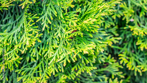 green twigs of thuja emerald with visible texture