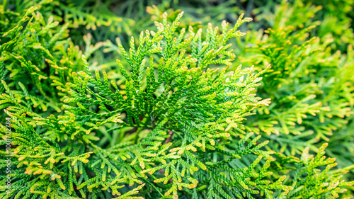 green twigs of thuja emerald with visible texture